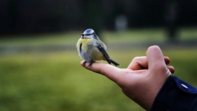 Photo of Яндекс запустил страховой сервис «Забота»