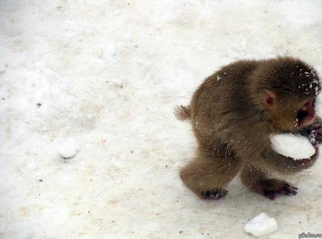 Пойду ка снеговика зафигачу 