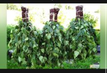 Photo of Как я организовал вязку березовых веников в 16 лет и на этом заработал