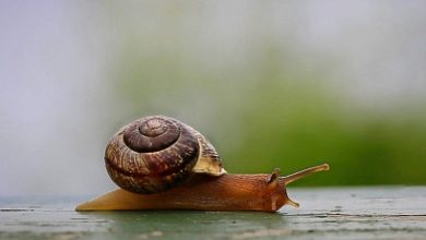 Photo of АКАР: объем российского рекламного рынка составил 981,6 млрд руб. в 2025 году