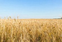 Photo of Русский путь маркетинга: как культурный код влияет на эффективность рекламы в России