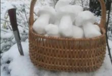 Photo of Свежие, апрельские