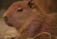 Photo of Временные таблицы в базе данных