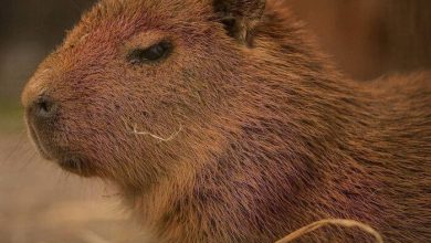 Photo of Временные таблицы в базе данных