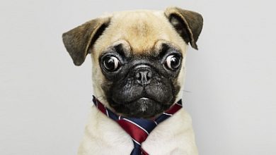 Photo of Мемы как новый бизнес-инструмент: как брендам зарабатывать на вирусном эффекте